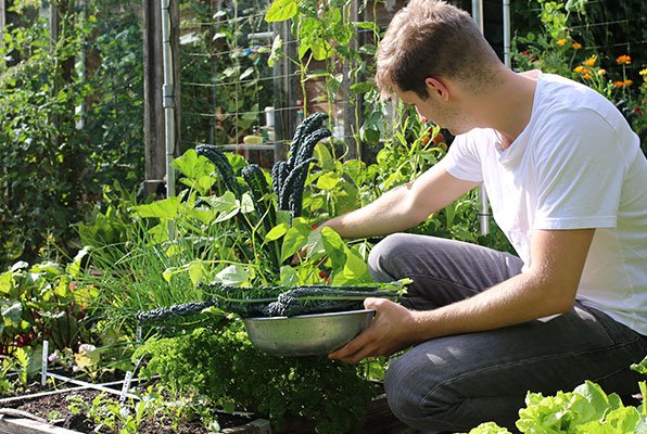 Oogsten uit moestuinbak eind juli