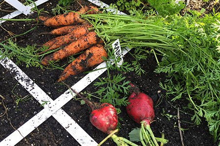 Wortels en reuzenradijs uit de mega opbrengst moestuinbak