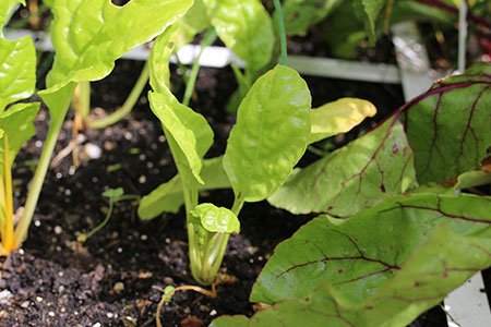 Kleine snijbiet plantjes