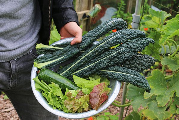 Oogsten uit moestuinbak eind september