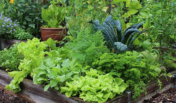 De mega opbrengst moestuinbak op 30 juni