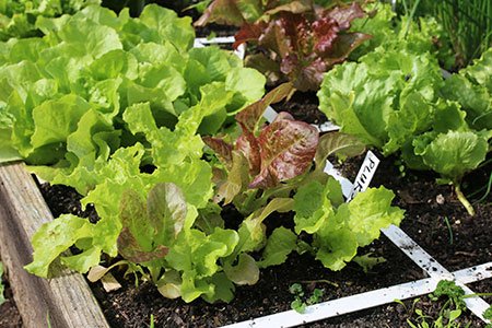 Pluksla in moestuinbak eind september