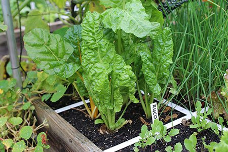 Rucola en snijbiet moestuinbak september