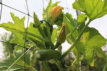 Klimcourgette bij het klimrek