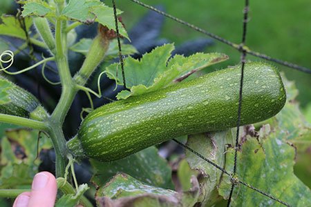 Klimcourgette: oogsten in november