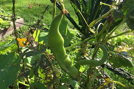 Laatste snijbonen in de Makkelijke Moestuin