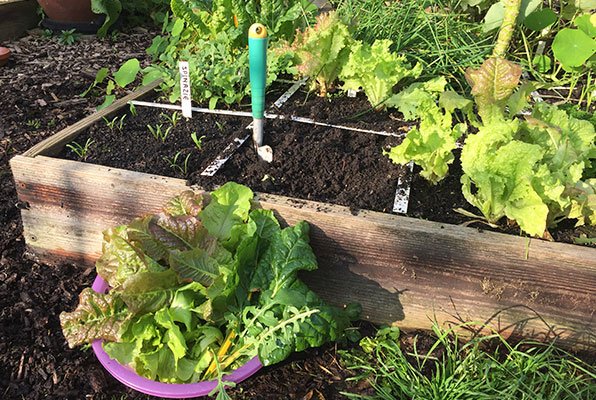 Sla oogsten eind oktober Makkelijke Moestuin