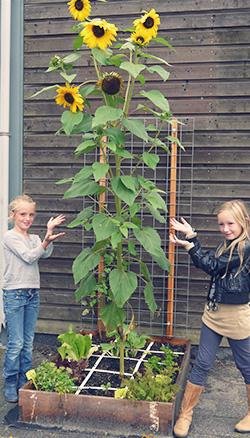 Een kleine moestuin op het schoolplein geeft al vele voordelen