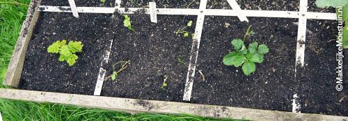 Aardbeienplantje