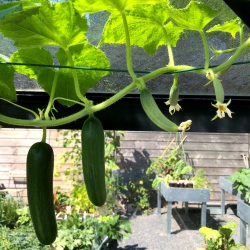 Bij veel komkommers aan een plant worden er een aantal niet rijp