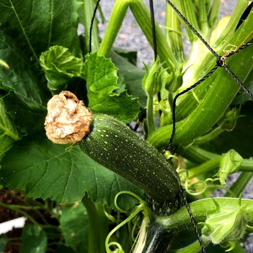Een uitgebloeide bloem die op de courgette blijft zitten kan gaan rotten en ook de vrucht aansteken