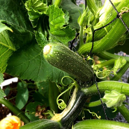 Haal uitgebloeide bloemen van de courgette weg om te voorkomen dat de vrucht gaat rotten