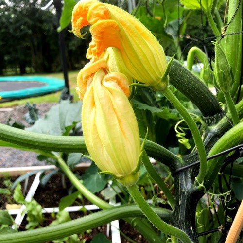 Mannelijke bloemen van de courgette