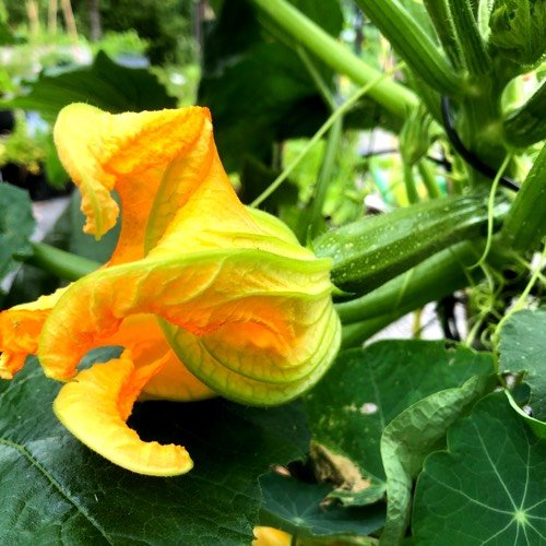 Vrouwelijke bloem van de courgette