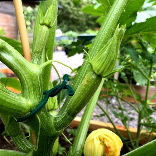 Bloemknoppen van vrouwelijke courgettebloemen