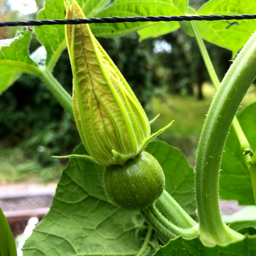 Knop van een vrouwelijke bloem van een pompoen