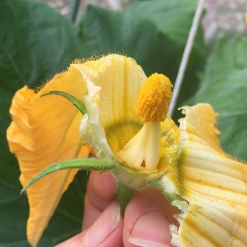 Om zelf een een courgette te bevruchten haal je de bloembladen van een mannelijke bloem weg zodat het stuifmeel vrij komt