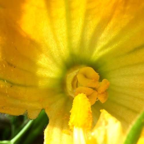 De vrouwelijke bloemen van courgettes kan je zelf bevruchten met het stuifmeel van een mannelijke bloem