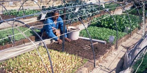 Square Foot Gardening Foundation in India