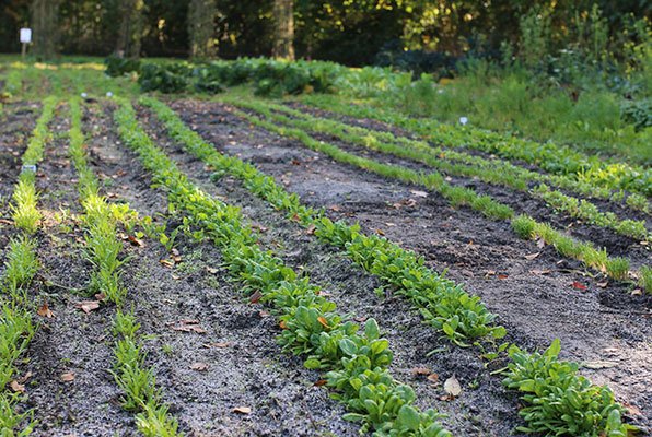Heel veel plantjes in de rijtjes