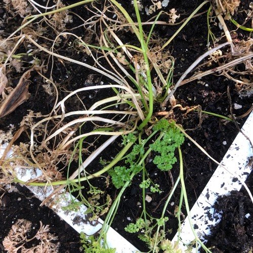 Krijgen planten geen zonlicht dan worden ze geel