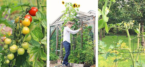 links: rijpende buitentomaten - rechts: getopte tomatenplant - midden: dat ben ik ;-)