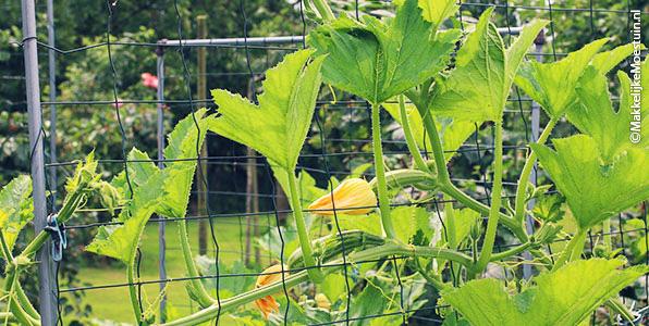 Courgettes in wording