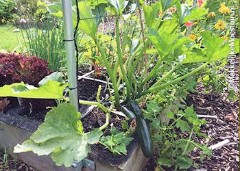 Niet klimmende courgettes