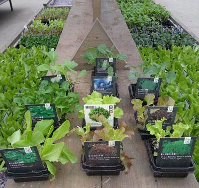 Volop groenteplantjes te koop