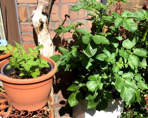 Tomaten: links in Deka potgrond, rechts in Makkelijke Moestuinmix