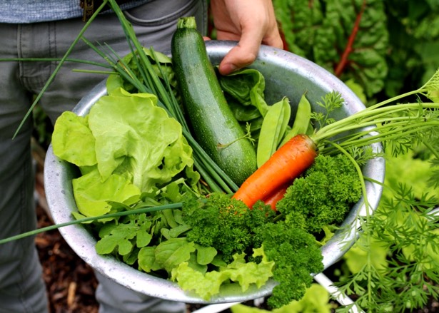 Oogsten uit de Makkelijke Moestuin