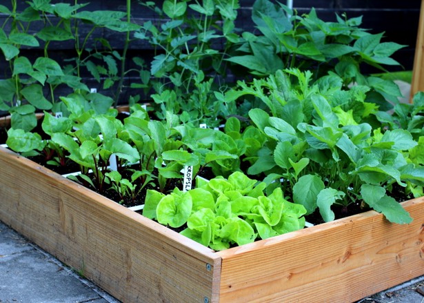 Een echte Makkelijke Moestuin, 1 maand na het inzaaien