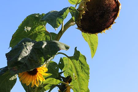 Uitgebloeide zonnebloem krijgt nieuwe bloemen