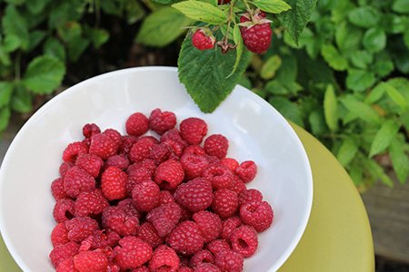 Frambozen plukken in de Makkelijke Moestuin