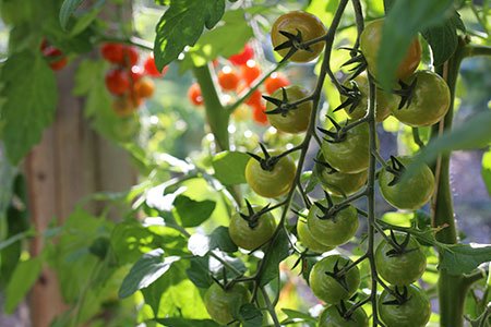 Sommige tomaten rijpen snelle dan anderen