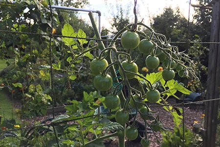Tomaten toppen: net boven de laatste tros tomaten