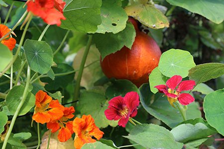 Pompoen tussen de oost-indische kers