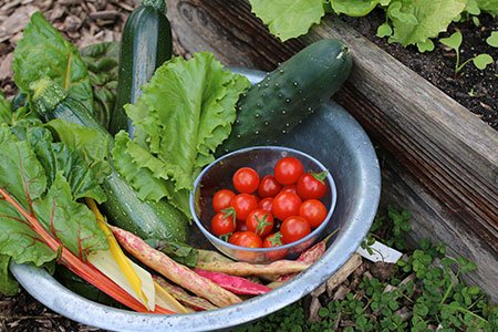 Oogsten in september uit moestuinbakken