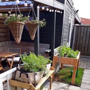 Makkelijke Moestuin mini's ideaal voor als je niet kan bukken