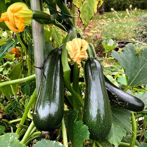 Laat courgettes niet te groot worden: dan worden ze minder lekker