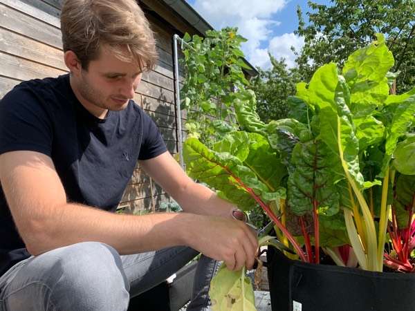 Haal geel en lelijk blad weg uit je Makkelijke Moestuin