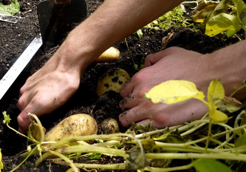 Aardappels oogst je pas als de planten geel zijn