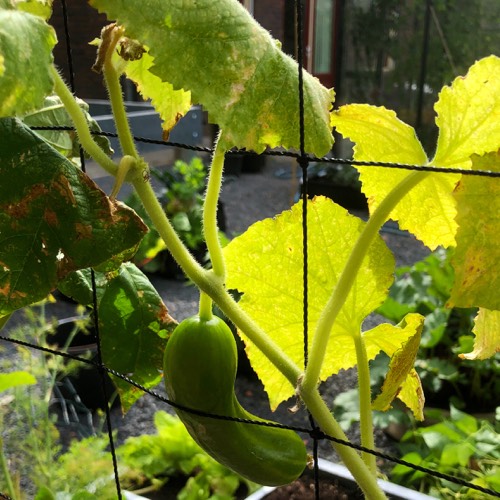 Komkommerplant waar de top van verdroogt