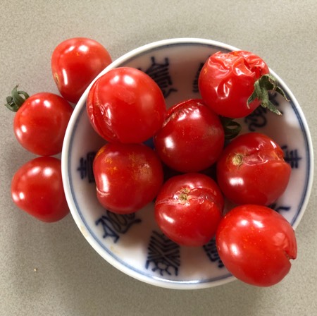 Rijpe tomaten aan de plant barsten als ze ongelijkigmatig water krijgen