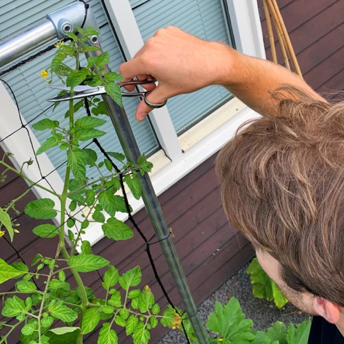Top je tomaten in augustus om het rijpen te stimuleren