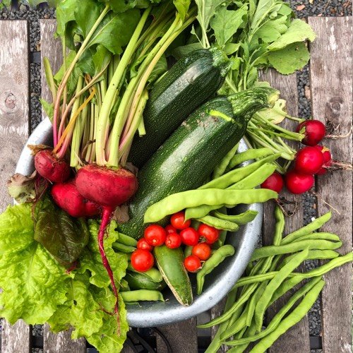 Oogsten Makkelijke Moestuin eind september