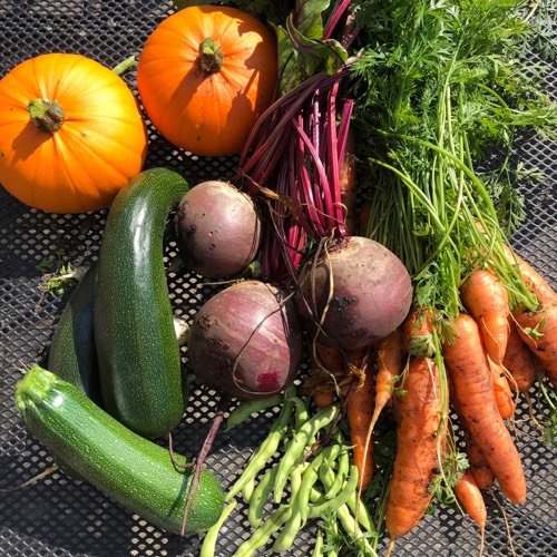 Pompoenen, courgettes en komkommers zijn super leuk om zelf te kweken