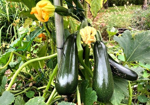 Giftige courgette - klimmende courgette Makkelijke Moestuin