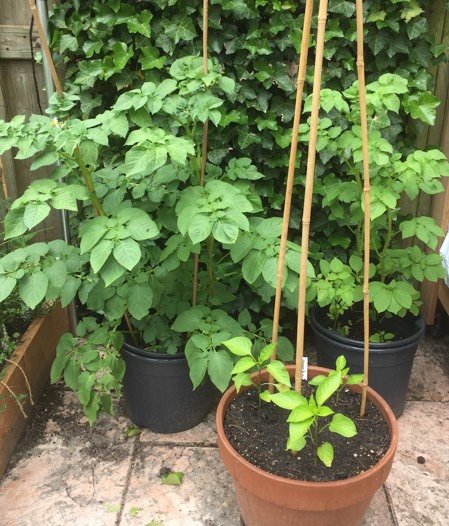 Verschil Pokon moestuinmix en Makkelijke Moestuinmix