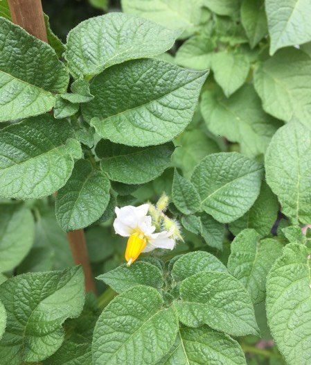 Bloeiende aardappels in Makkelijke Moestuinmix